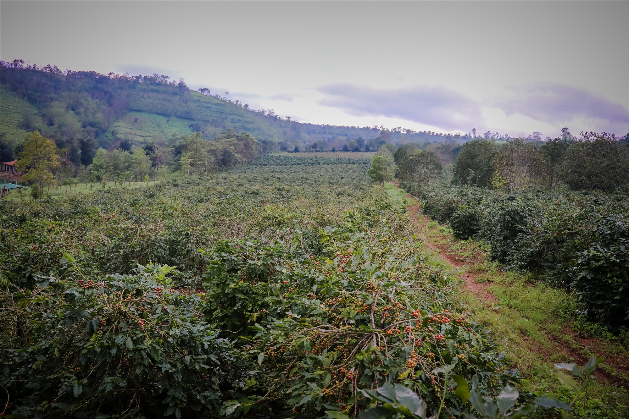 Trên toàn huyện Hướng hóa, hiện có khoảng 5.000 ha trồng cây cà phê (chủ yếu là cà phê Arabica).