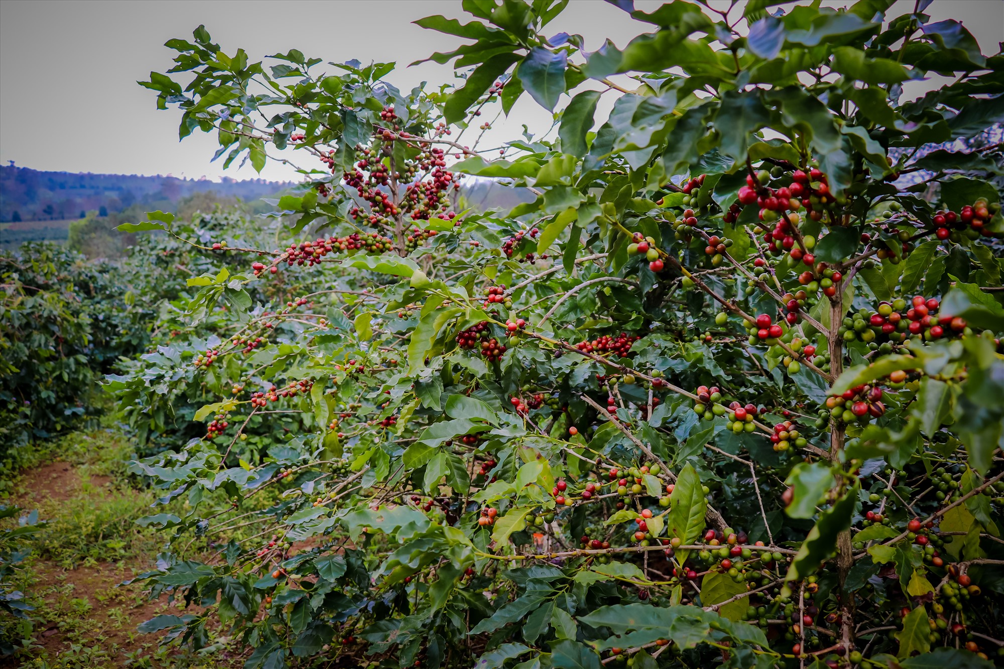Thời điểm này là thời điểm thu hoạch cao điểm nhất trong mùa cà phê năm nay tại Hướng Hóa.