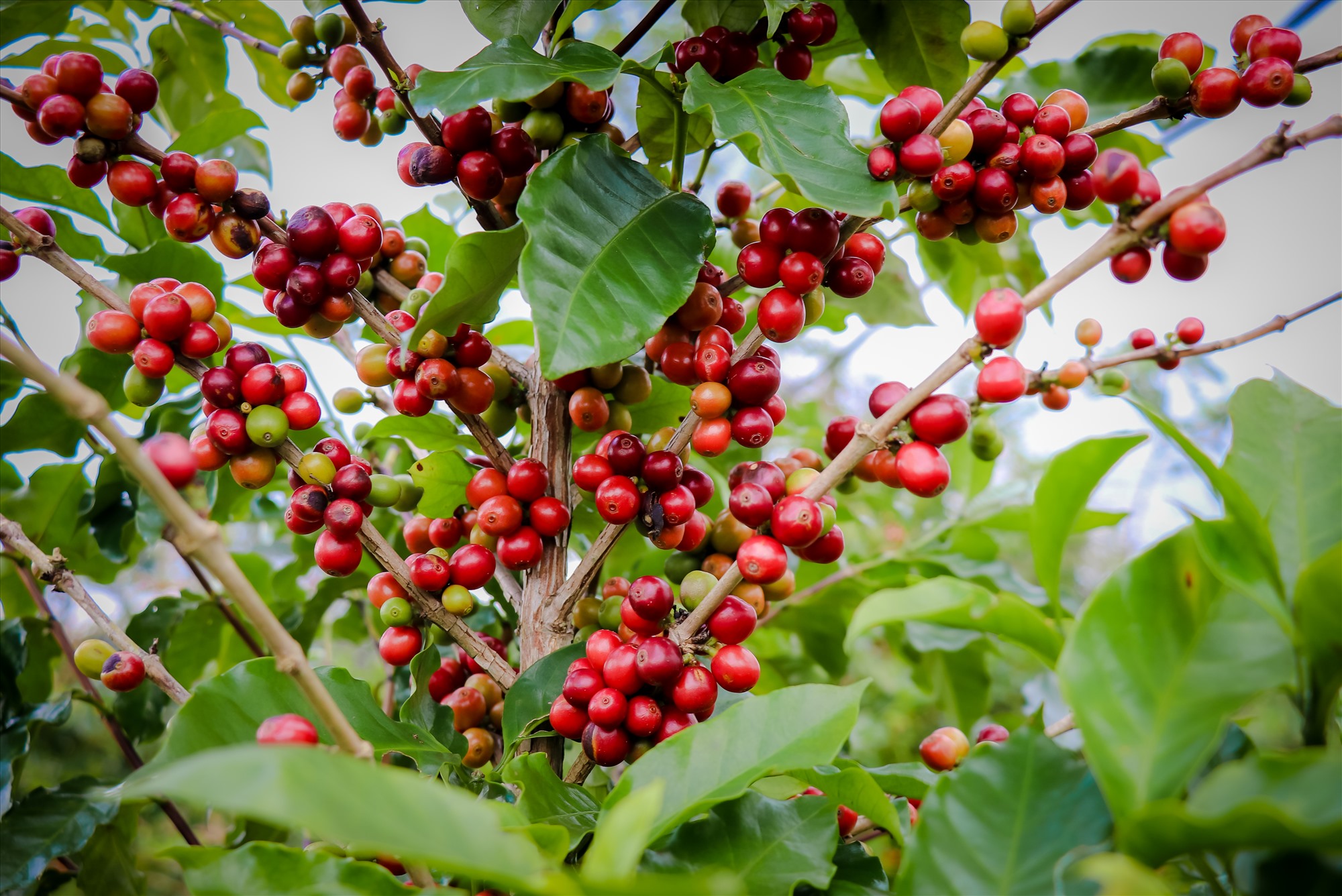 Trên toàn huyện Hướng hóa, hiện có khoảng 5.000 ha trồng cây cà phê (chủ yếu là cà phê Arabica).