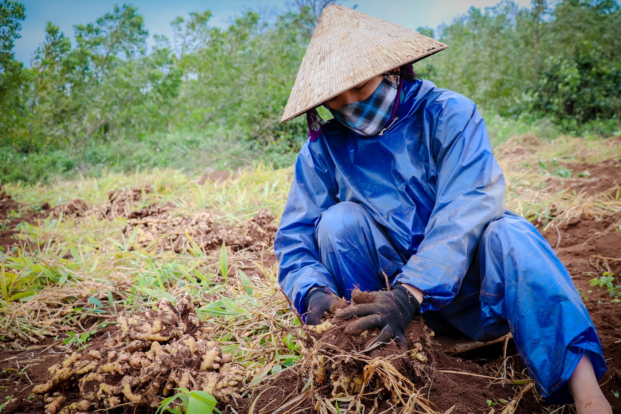 Chị Hương người dân trồng gừng tại xã Tân Hợp (Hướng Hóa), đang tất bật thu hoạch sớm.