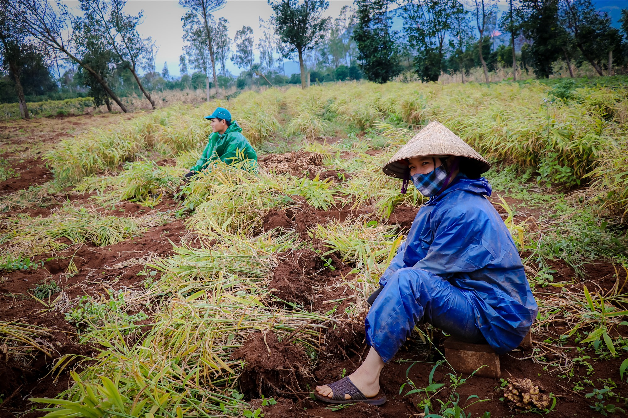 Năm nay vừa trúng mùa vừa được giá, người dân trồng gừng tại huyện Hướng Hóa phấn khởi bước vào vụ thu hoạch gừng tươi năm nay.
