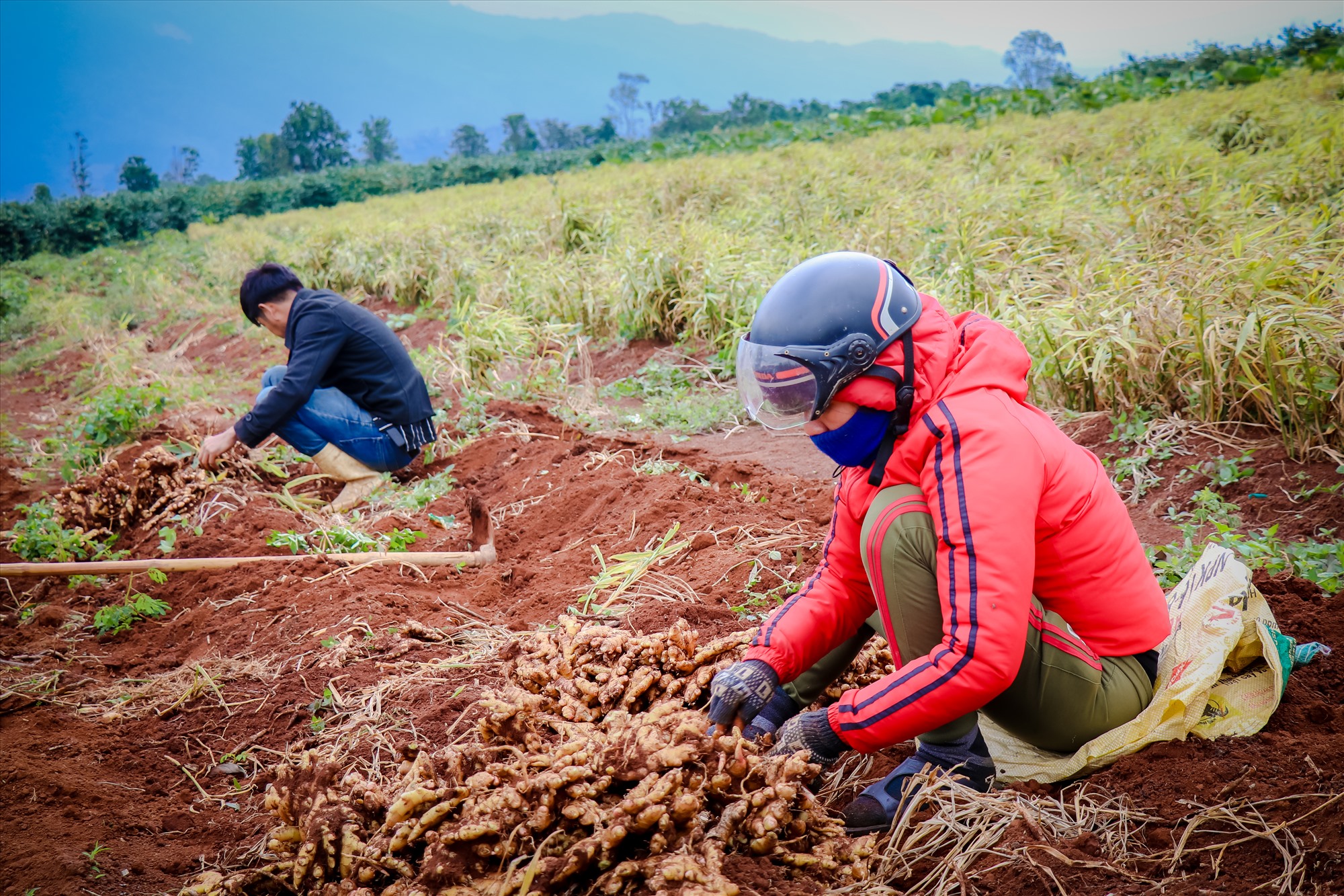 Chị Yến người dân trồng gừng tại xã Hướng Tân (Hướng Hóa), cùng chồng tiến hành thu hoạch những ngày đầu của vụ gừng năm nay.