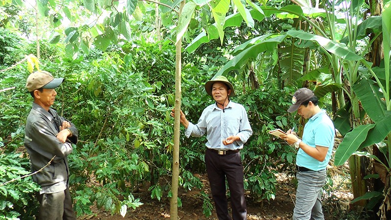 Cây lõi thọ được người dân xã Tân Hợp, huyện Hướng Hóa trồng trong các vườn rừng sinh trưởng, phát triển tốt -Ảnh: ĐV​