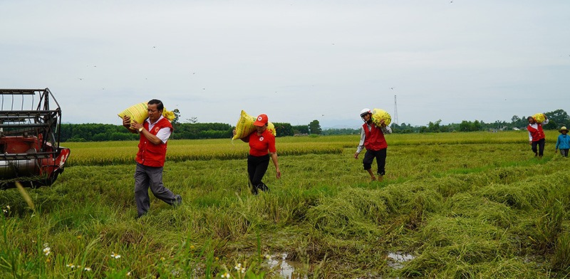 Anh Nguyễn Văn Trung (người đi đầu tiên) đang giúp dân gặt lúa “chạy lũ” -Ảnh: A.V​
