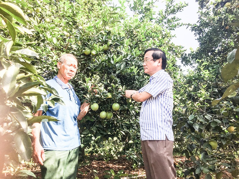 Anh Hồ Đại Nam (bên phải) trò chuyện với người trồng cam ở vùng K4, Hải Phú, Hải Lăng - Ảnh: Đ.T​
