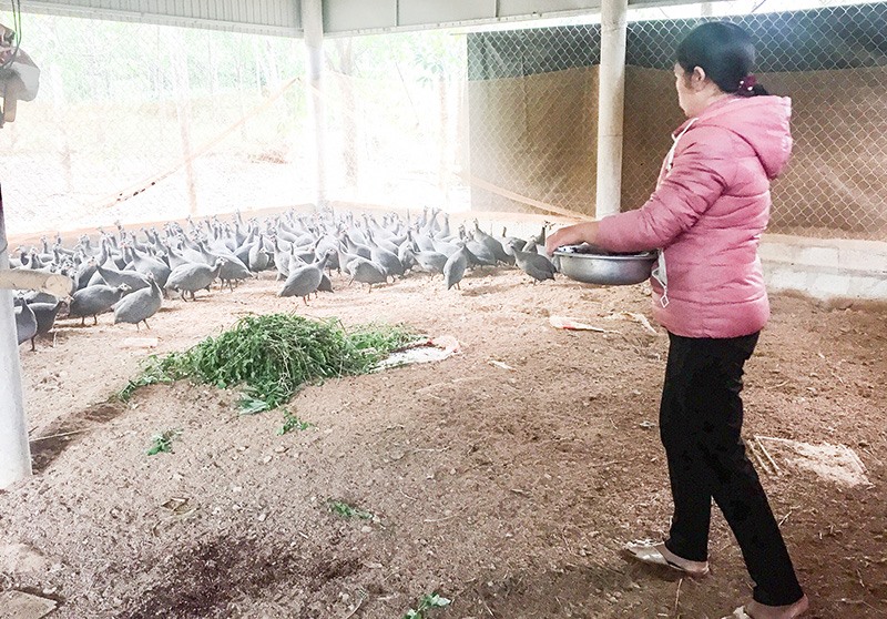 Mô hình chăn nuôi gà sao ở xã Vĩnh Chấp, Vĩnh Linh cho hiệu quả kinh tế cao - Ảnh: V.T.H​