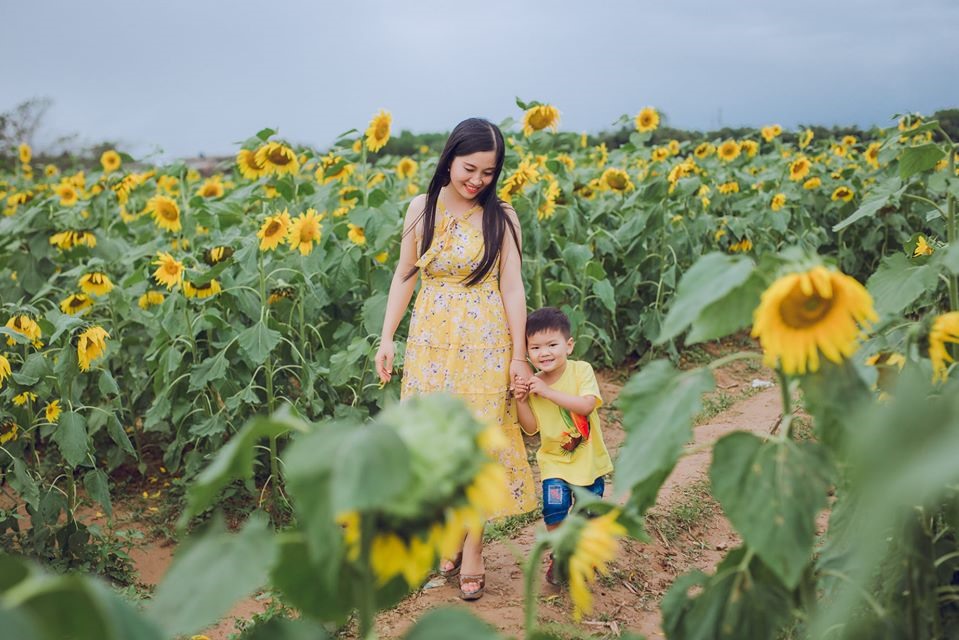 Cô giáo Dương Thu Trang tại cánh đồng hoa hướng dương (Triệu Phong, Quảng Trị)