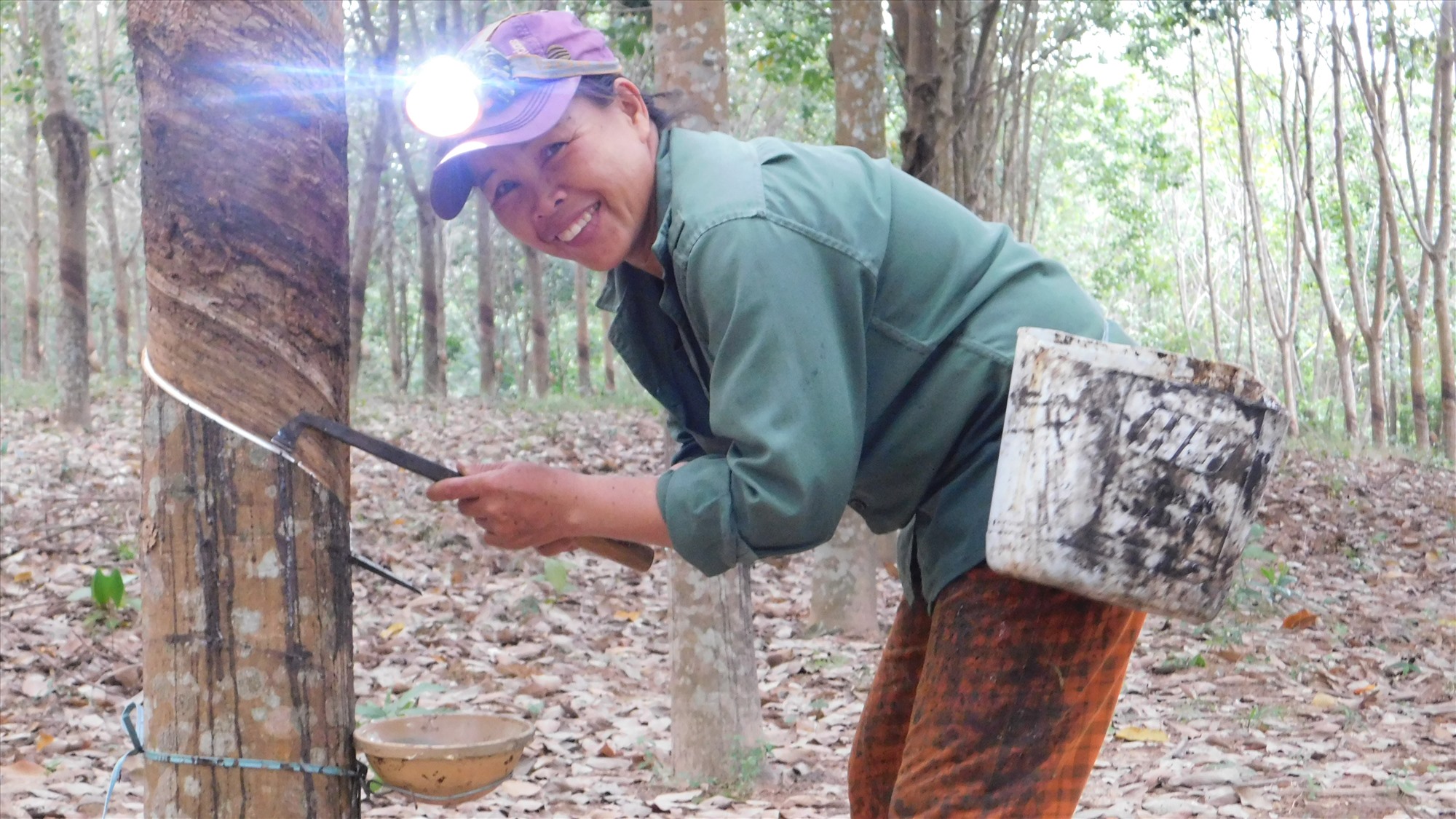Với vườn cây cao su 400 cây đã cho khai thác, giờ đây chị Hoàng Thị Thắng (thôn Đâu Bình, xã Cam Tuyền, huyện Cam Lộ, tỉnh Quảng Trị) đã có thu nhập ổn định hơn.