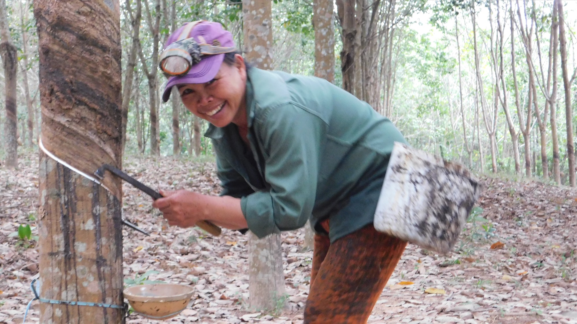 Với vườn cây cao su 400 cây đã cho khai thác, giờ đây chị Hoàng Thị Thắng (thôn Đâu Bình, xã Cam Tuyền, huyện Cam Lộ, tỉnh Quảng Trị) đã có thu nhập ổn định hơn.