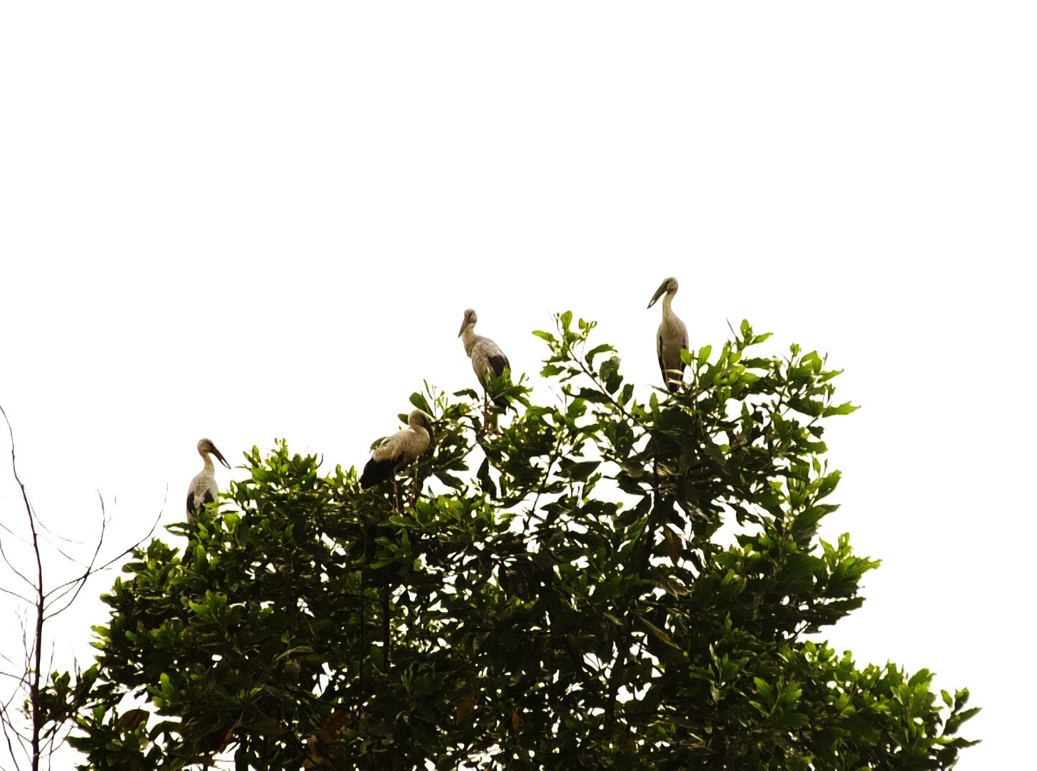 Chim cò nhạn thường trú ngụ trên những ngọn cây cao