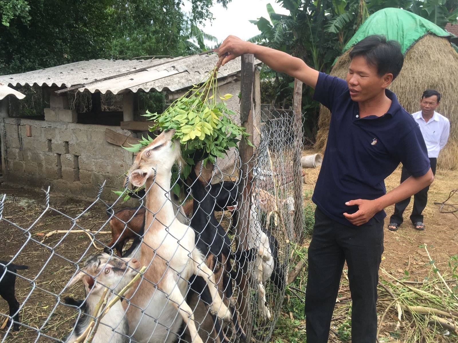 Phát triển đàn dê thịt đạt năng suất cao tại Phước Thị, xã Gio Mỹ, huyện Gio Linh