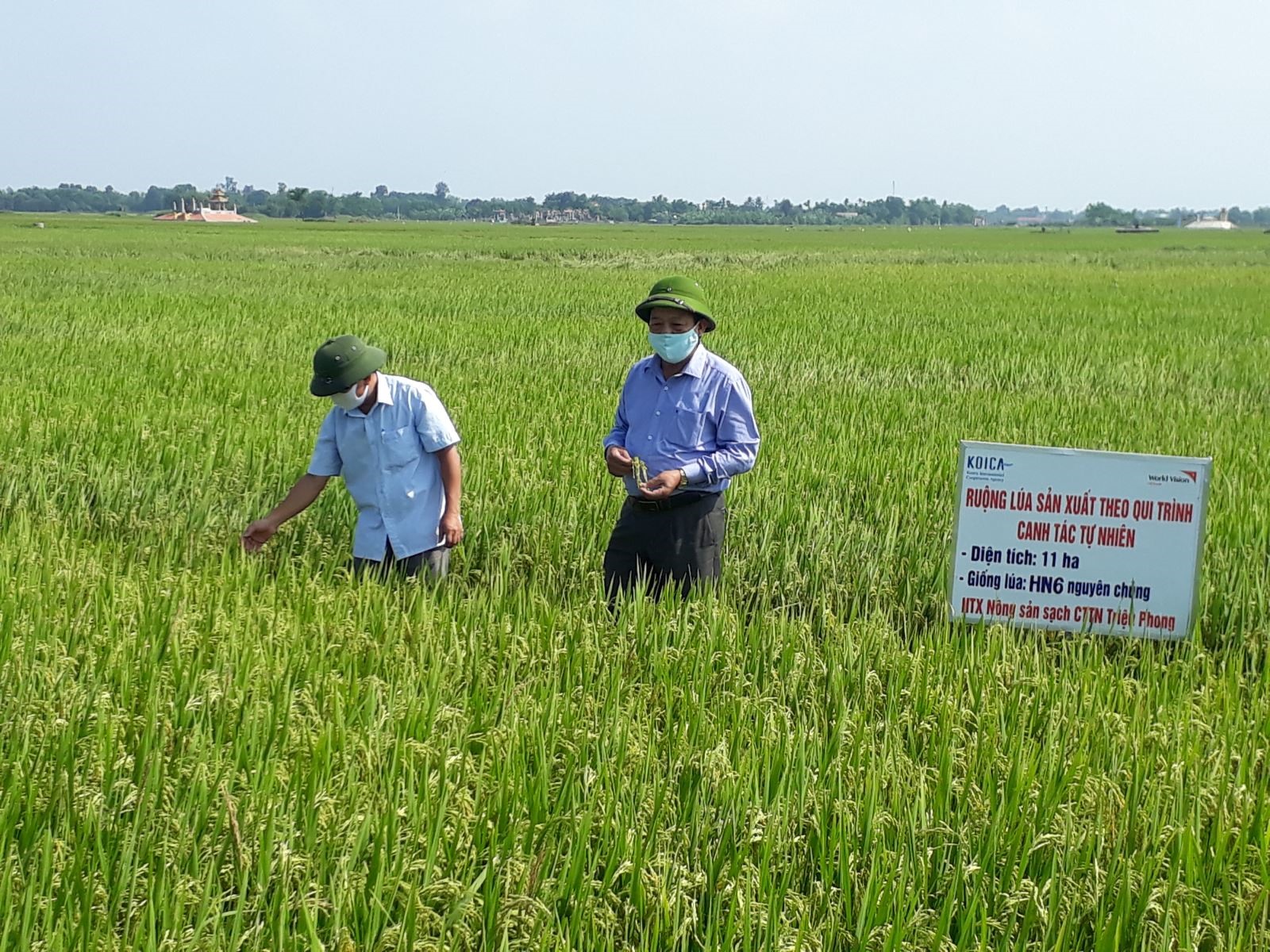 Cánh đồng lúa hữu cơ ở huyện Triệu Phong