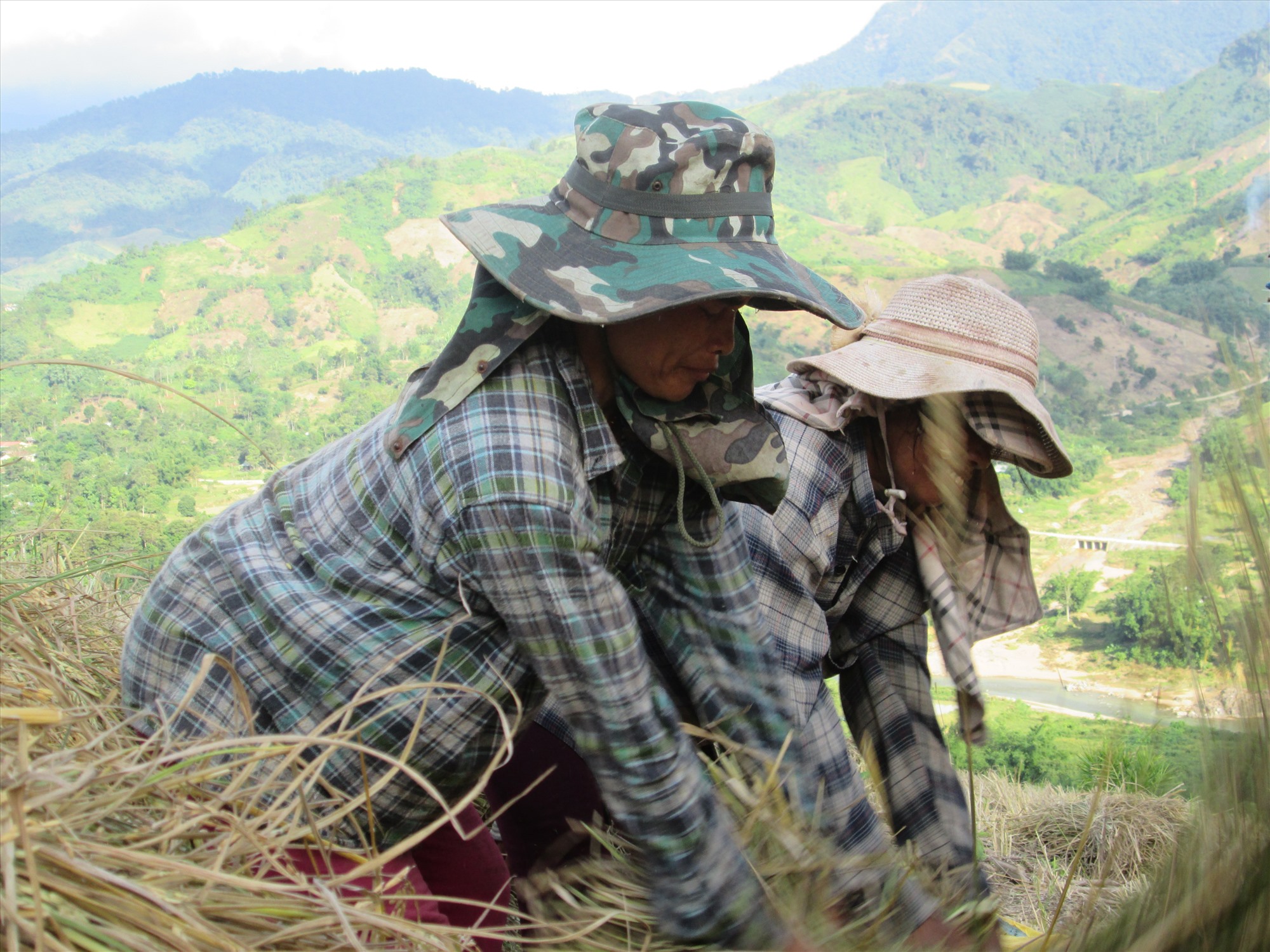 Những người phụ nữ Pa Cô thôn Cu Tài 2, xã A Bung, huyện ĐaKrông, tỉnh Quảng Trị thu hoạch lúa rẫy.