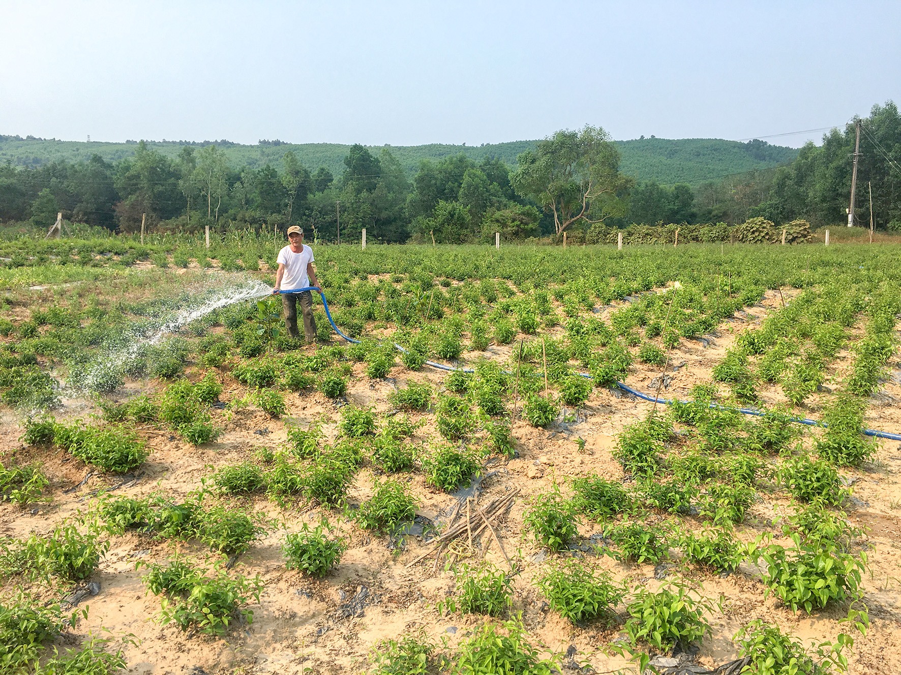 Nông dân Cam Tuyền đang tưới nước chống hạn cho cây chè vằng- Ảnh: AV