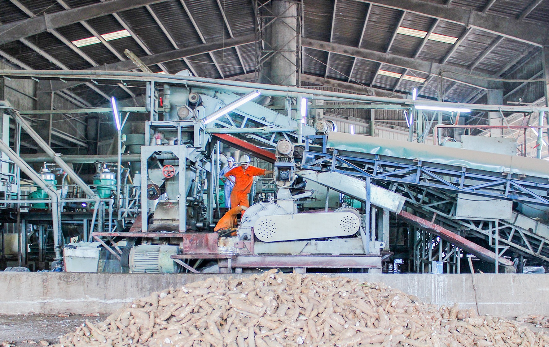 Nhà máy tinh bột sắn Hướng Hóa giúp người dân thu mua sắn trong lúc đang tồn kho đến 25.000 tấn tinh bột sắn- Ảnh: Q.H​