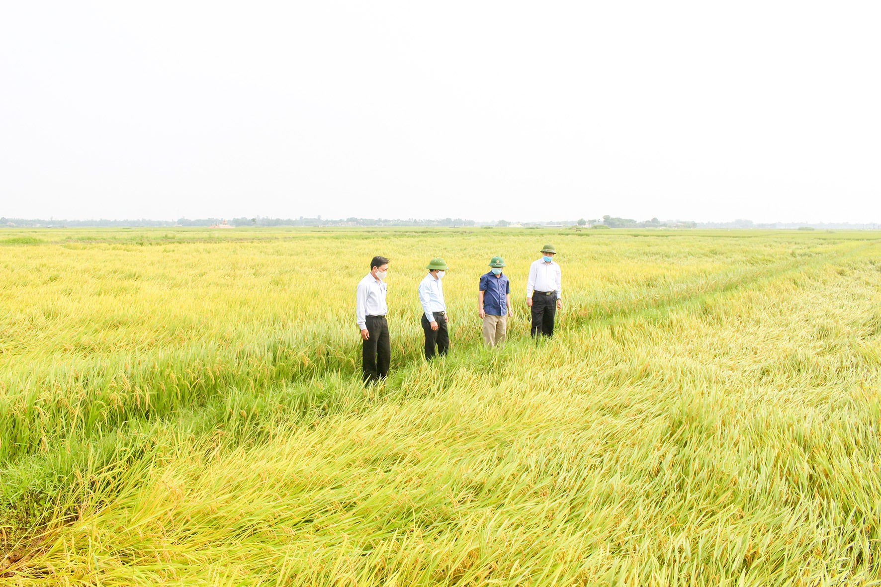 Phó Bí thư Thường trực Tỉnh ủy Nguyễn Đăng Quang đề nghị huyện Triệu Phong tổ chức thu hoạch ngay những diện tích lúa đã chín để tránh thiệt hại-Ảnh: C.T​