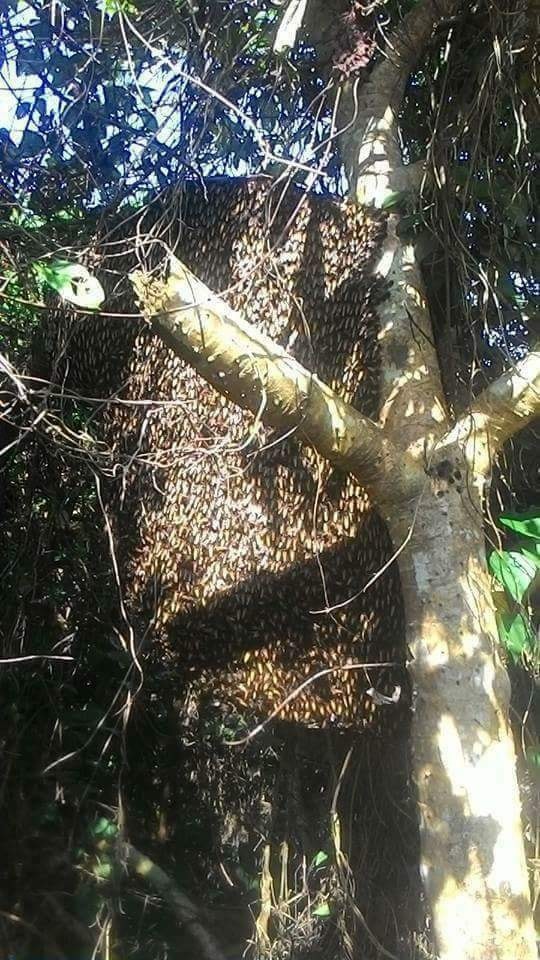 : Những tổ ong lủng lẳng ở trên cành là “cơm áo” của người dân tìm kiếm mật ong ở vùng cao Quảng Trị.