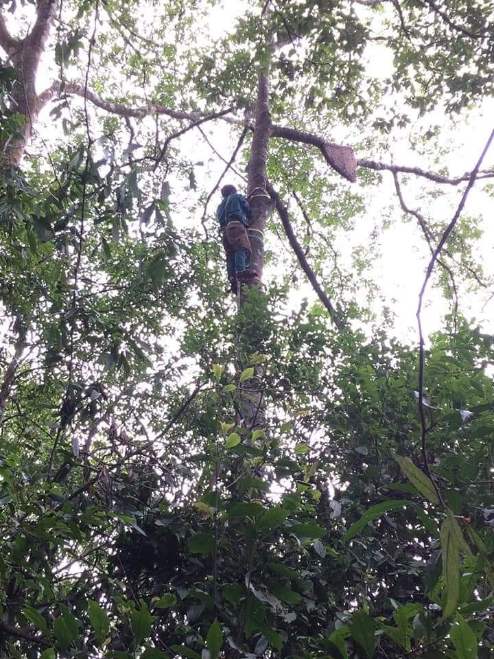 Sau một ngày mệt nhoài theo dõi đàn ong, người tìm kiếm mật ong ở xã A Bung (huyện Đakrông, tỉnh Quảng Trị) đã thấy “thành quả” của mình trên ngọn cây cheo leo.