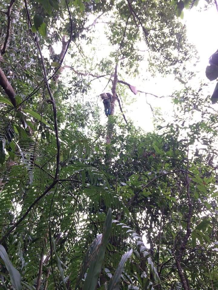 Sau một ngày mệt nhoài theo dõi đàn ong, người tìm kiếm mật ong ở xã A Bung (huyện Đakrông, tỉnh Quảng Trị) đã thấy “thành quả” của mình trên ngọn cây cheo leo.