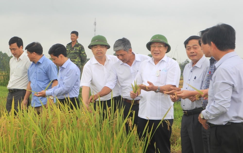 Phó Chủ tịch Thường trực UBND tỉnh Hà Sỹ Đồng kiểm tra tình hình thu hoạch lúa vụ Đông Xuân 2019 - 2020