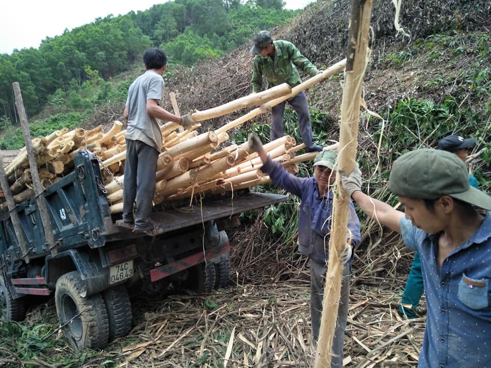Những nhọc nhằn của người khai thác gỗ tràm ở một vùng đồi hun hút.