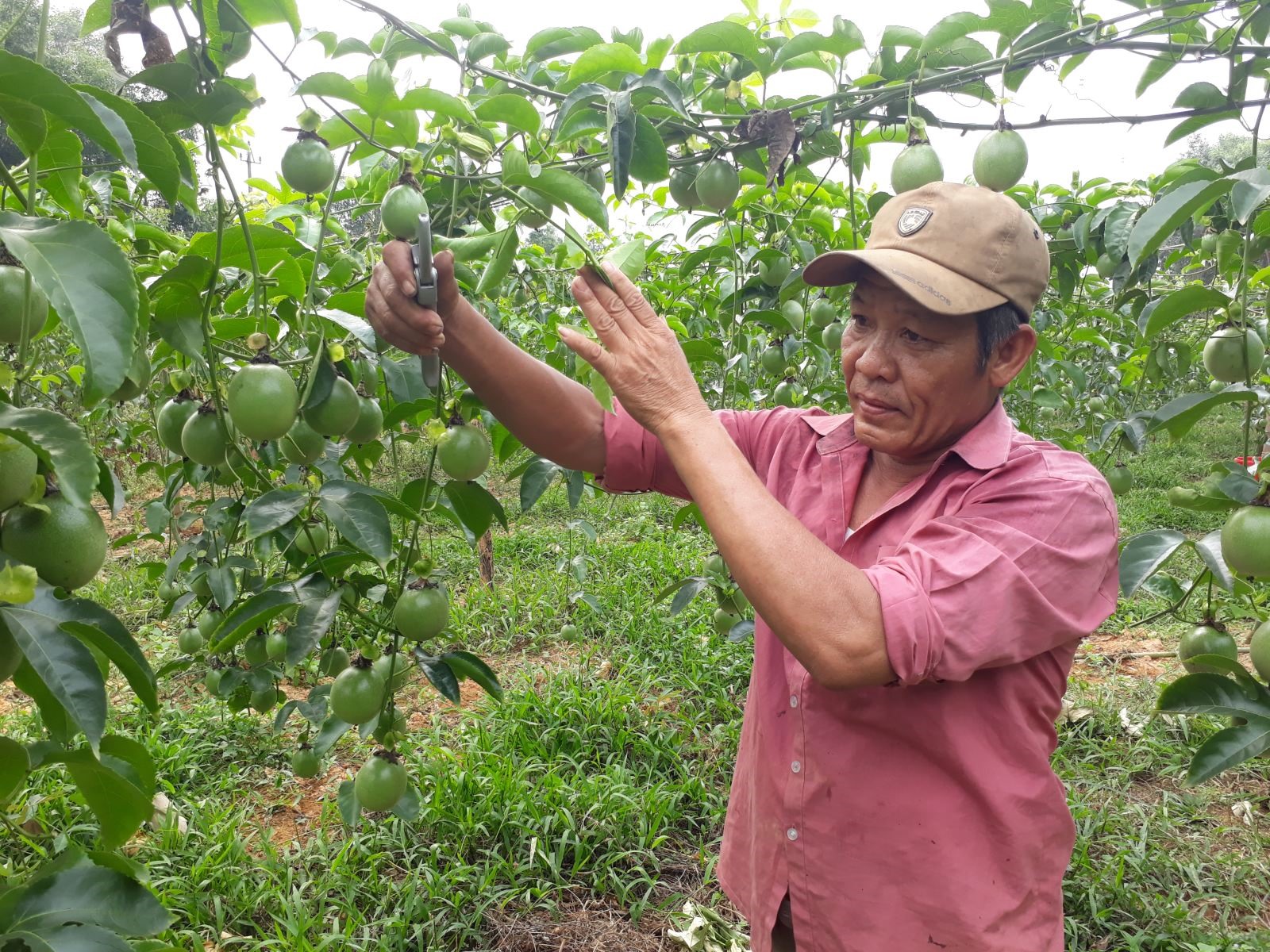 Ông Trần Văn Phẩm chăm sóc vườn chanh leo