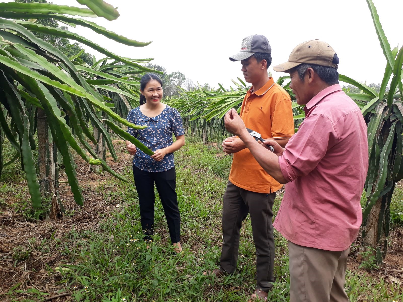 Vườn thanh long của ông Trần Văn Phẩm