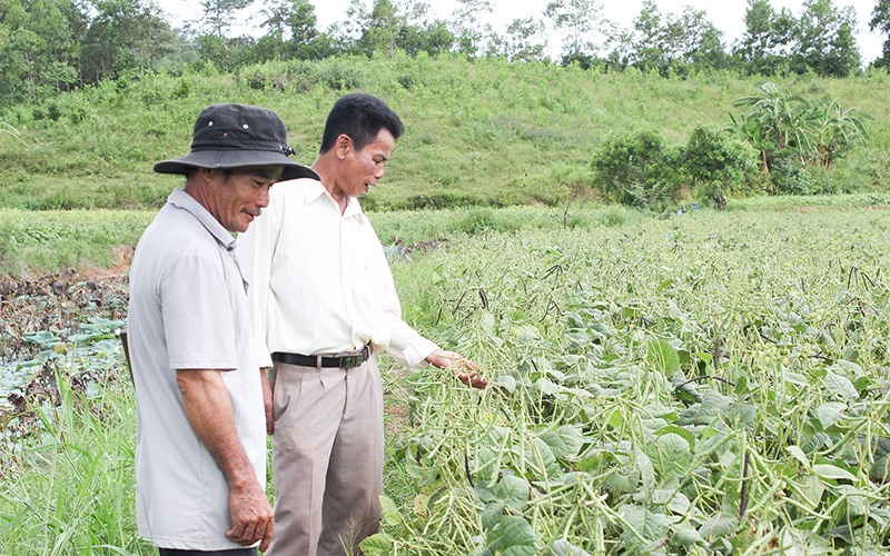Chuyển đổi cơ cấu cây trồng hợp lý góp phần nâng cao thu nhập cho người dân ở Triệu Phong. Ảnh: T.L