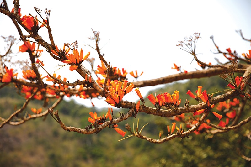 Hoa của cây Ra đẹt lửa rực rỡ sắc màu​