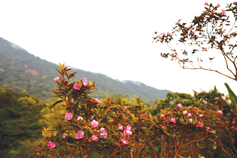 Hoa Mua, tiếng Vân Kiều gọi là hoa “Líc Chiếc”​ càng trở nên rực rỡ vào ngày nắng suốt cả mùa Hạ.​