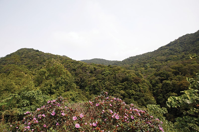 Một khu rừng nguyên sinh trên đỉnh Sa Mù​