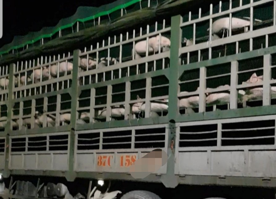 Chiếc xe chở lợn mang biển kiểm soát 37... được cho vận chuyển lợn từ Đồng Nai ra Quảng Trị. Ảnh: VP.