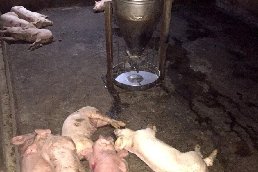 Hàng chục con lợn bị chết với dấu hiệu lạ sau 2 ngày được mua về. Ảnh: VP.