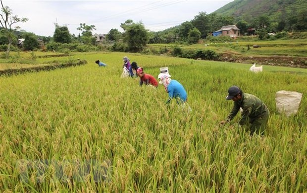 Nông dân huyện miền núi Đakrông, Quảng Trị, thu hoạch lúa. (Ảnh: Hồ Cầu/TTXVN)