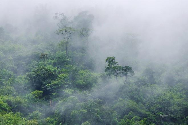 Màu trắng dày đặc của sương mù bao phủ khung cảnh đèo Sa Mù. Ảnh: Nguyen Pho