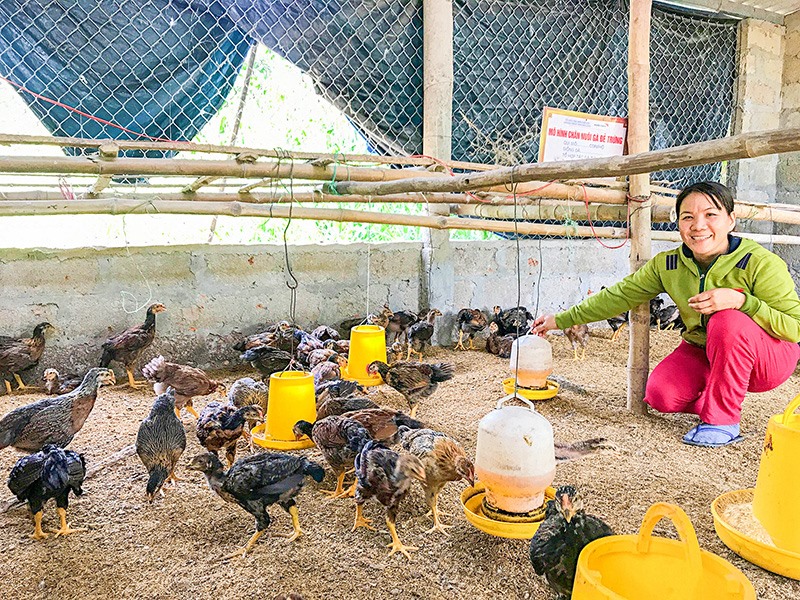 Chị Nguyễn Thị Kim Cúc chăm sóc đàn gà của gia đình. Ảnh: T.L