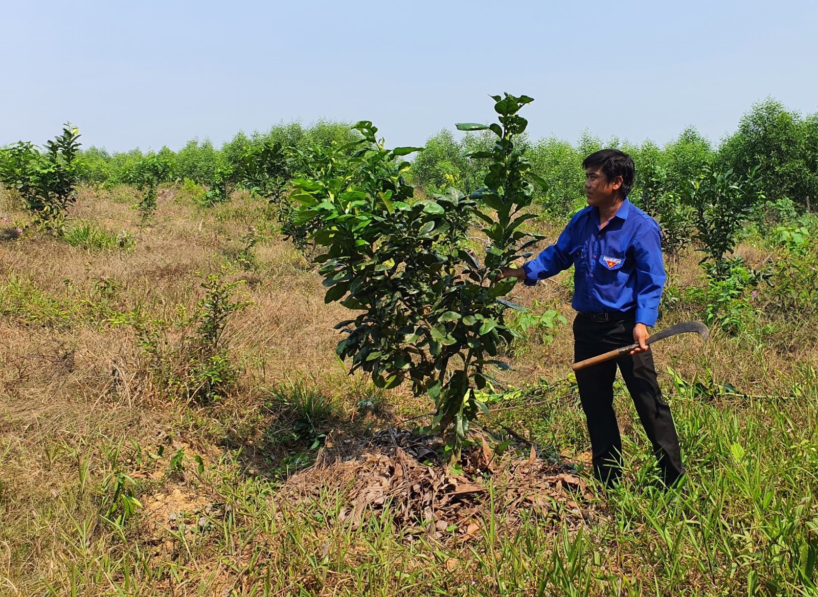 Anh Trần Hồng Quang đang chăm sóc cây bưởi da xanh ở trang trại của mình