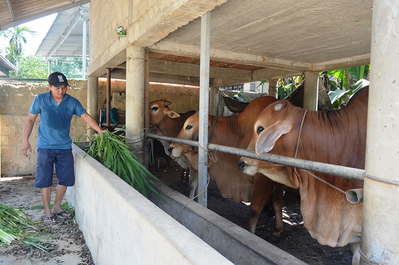 Đàn bò lai của gia đình ông Hồ Văn Phước ở thôn Bình Mỹ, xã Cam Tuyền, huyện Cam Lộ. Ảnh: ĐV