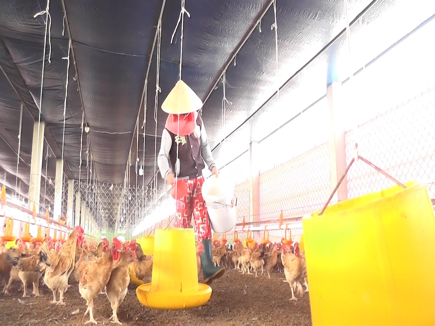 Chăn nuôi gà theo hướng liên kết ở HTX Dịch vụ nông nghiệp Triệu Thuận