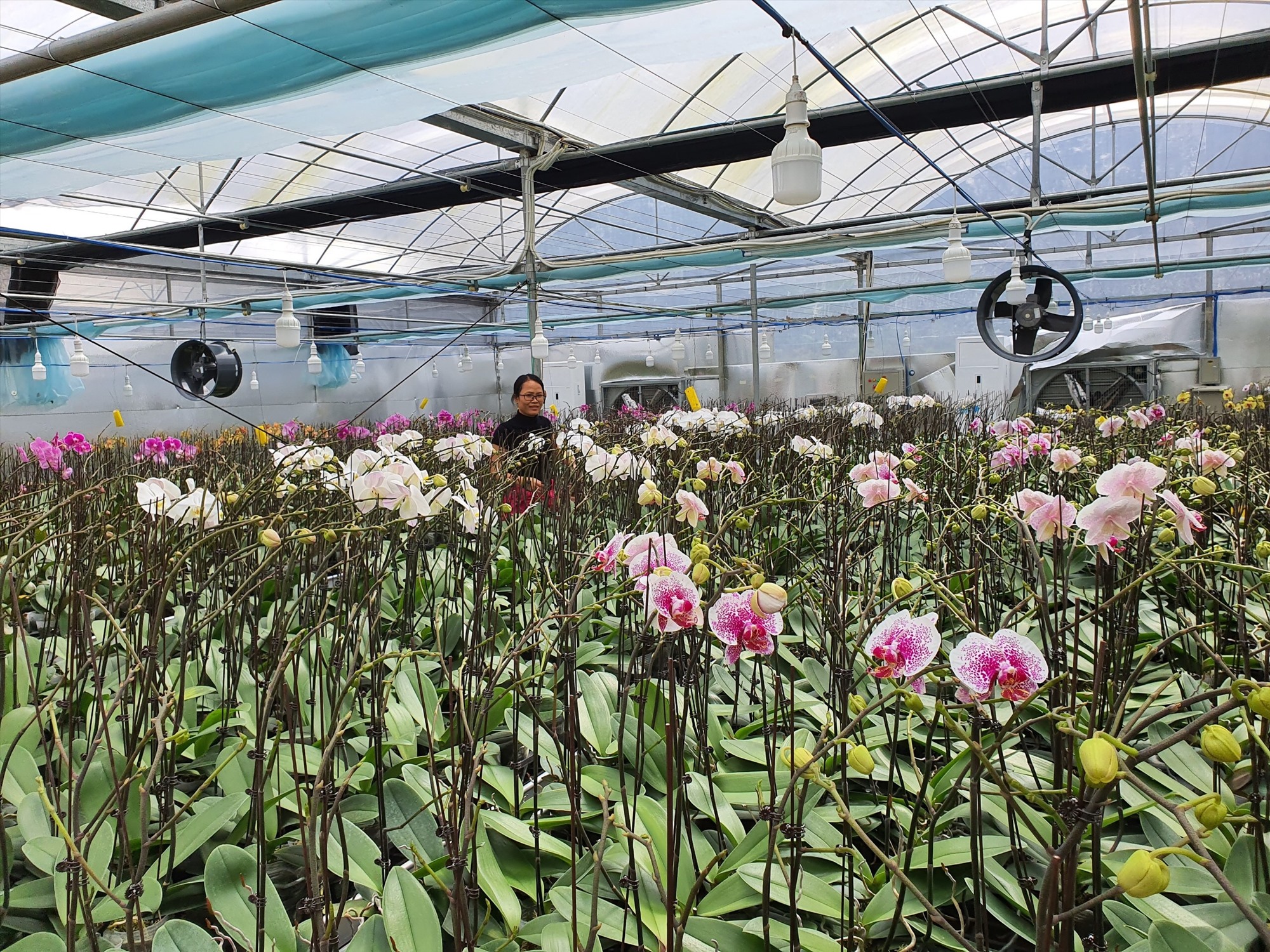 Nghiên cứu thử nghiệm ứng dụng công nghệ cao vào sản xuất hoa lan ở Hướng Hóa - Ảnh: Cát Linh