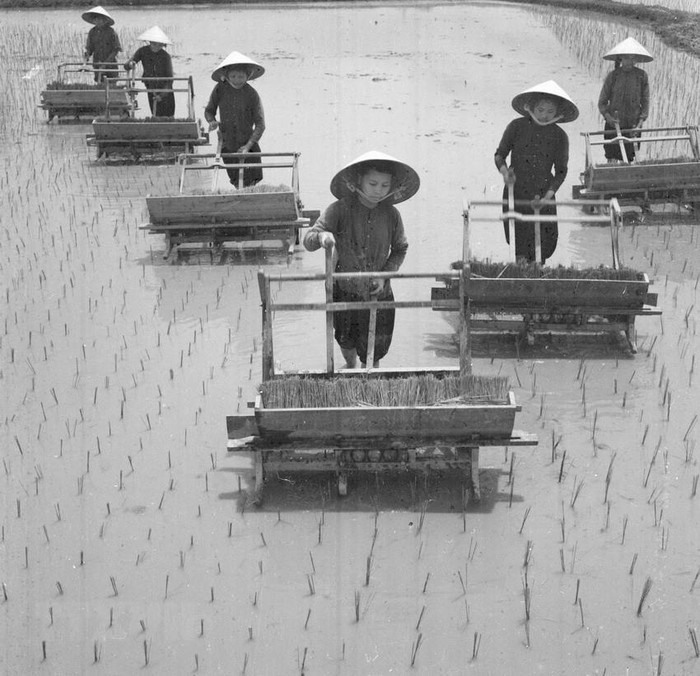Đội công nhân lao động HTX Thúy Đại, huyện Yên Định (Thanh Hóa) cấy lúa mùa (1962). (Ảnh: Tôn Uẩn/TTXVN)