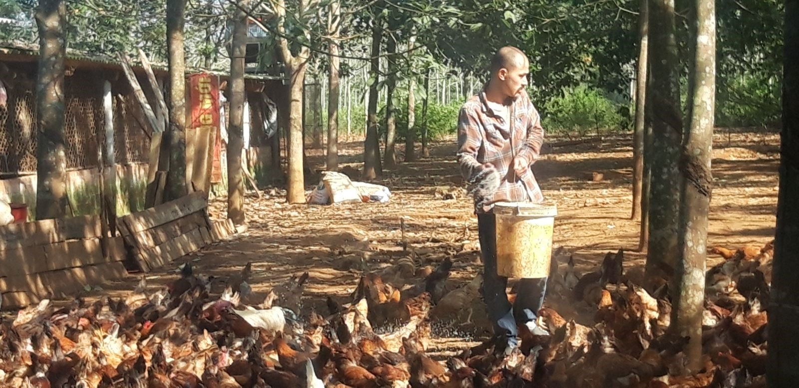 Trang trại gà Cùa của anh Phạm Hữu Phương ở làng Nghĩa Phong, xã Cam Nghĩa