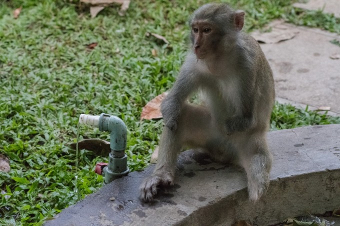 Ban quản lý bán đảo Sơn Trà và các bãi biển Đà Nẵng cũng từng đưa thông báo khuyến cáo người dân không cho khỉ ăn.