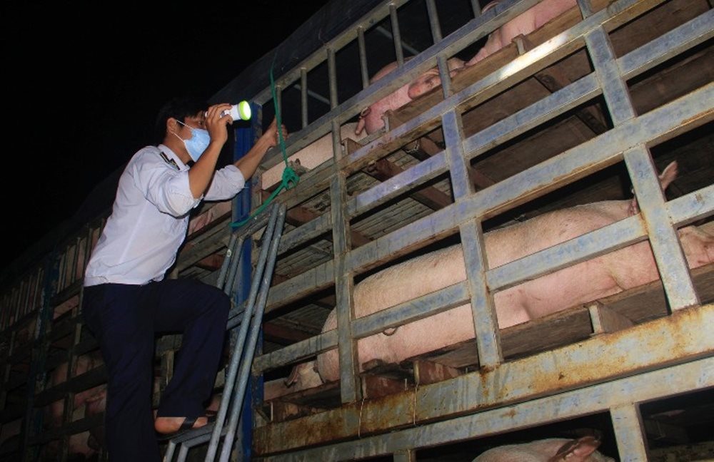 Lực lượng chức năng kiểm tra hoạt động vận chuyển lợn tại Quảng Trị
