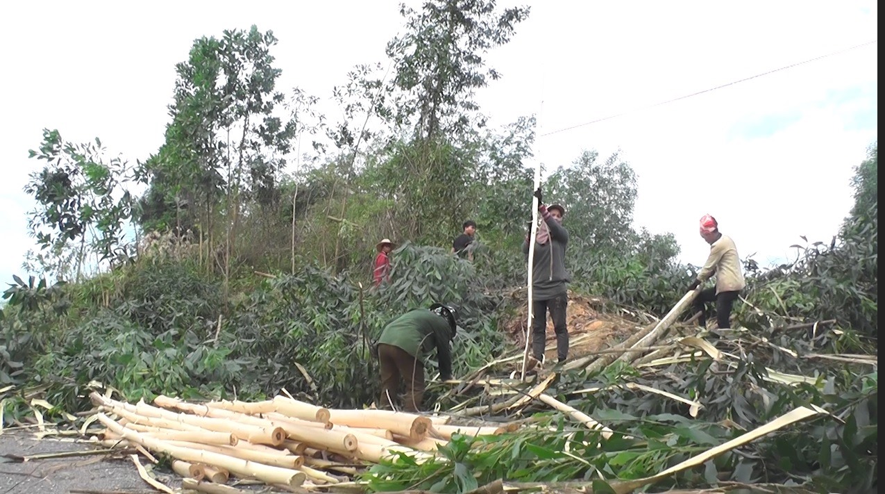 Người dân xã Vĩnh Ô thu hoạch rừng trồng