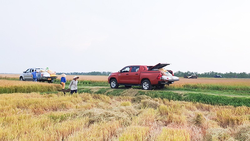 Người dân thôn Bắc Phước, xã Triệu Phước, huyện Triệu Phong đưa ô tô gia đình ra đồng vận chuyển lúa về nhà.  Ảnh: NB