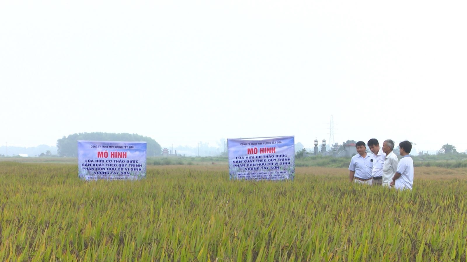 Mô hình trồng lúa hữu cơ thảo dược hiệu quả cao tại xã Thanh An, Cam Lộ
