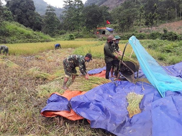 Cán bộ chiến sĩ Đồn Biên phòng Ba Nang giúp người dân thu hoạch lúa