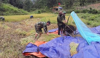 Cán bộ chiến sĩ Đồn Biên phòng Ba Nang giúp người dân thu hoạch lúa