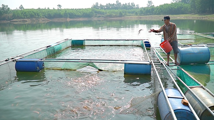 UBND huyện Cam Lộ đã hỗ trợ kinh phí 50% giá giống, thức ăn và hướng dẫn qui trình kỹ thuật cho anh Trần Viết Tý ở thôn Tam Hiệp, xã Cam Thủy nuôi cá chép giòn trong lồng